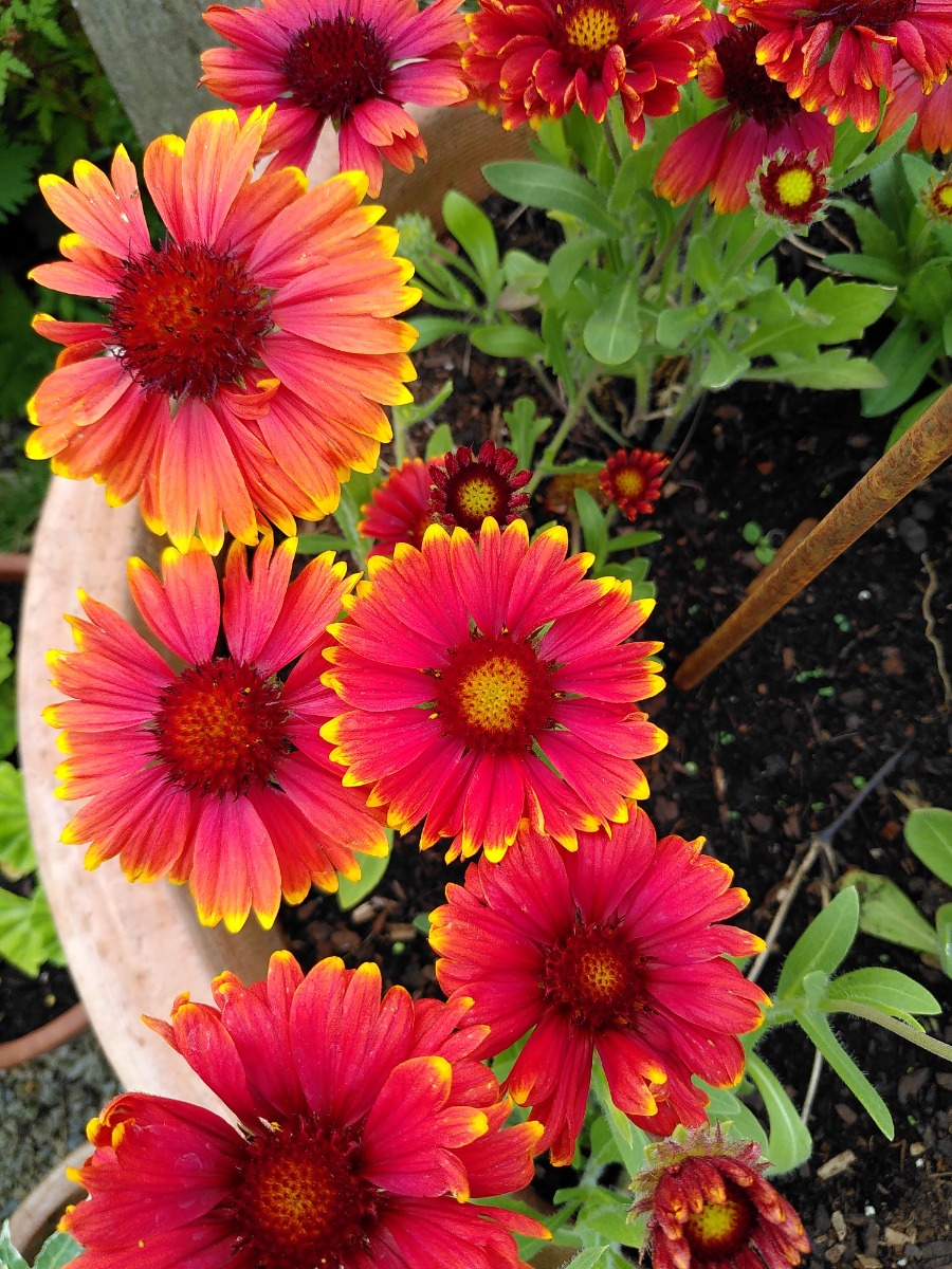 Gardener: Image 2
